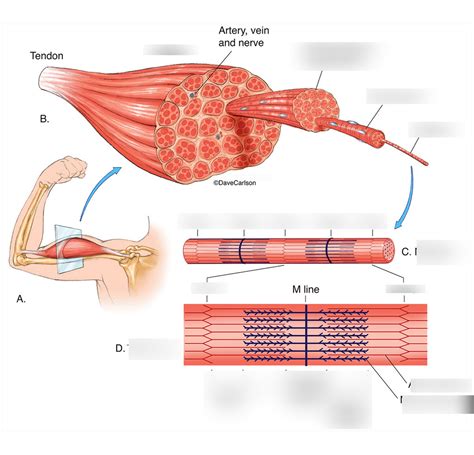 musculoskeletal quizlet|self test musculoskeletal system quizlet.